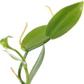 Vanilla Leaves